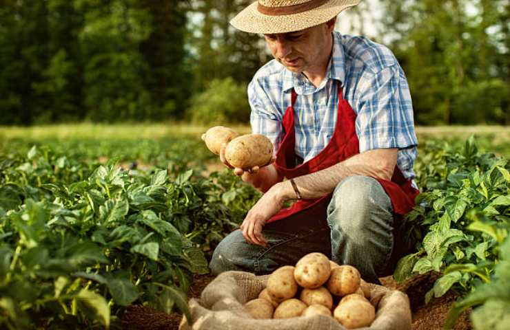 Agricoltore che raccoglie le patate