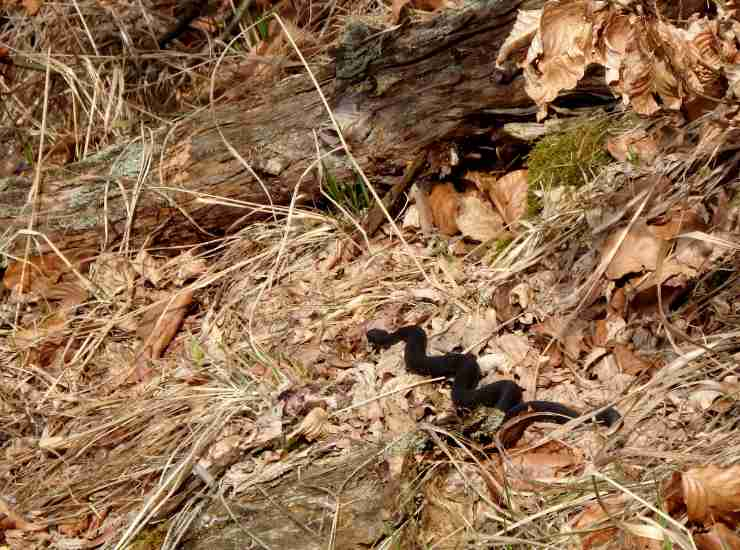 Vipera nera nascosta