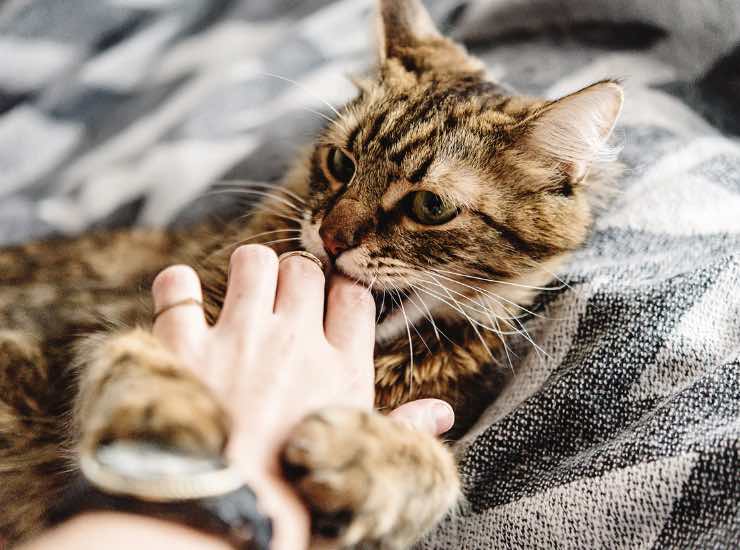 Particolare di un gatto che mordicchia una mano