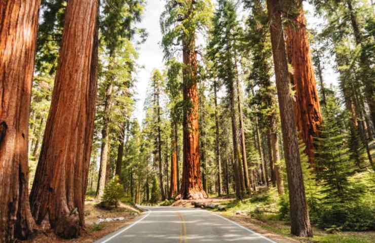Una strada nel Sequoia National Park