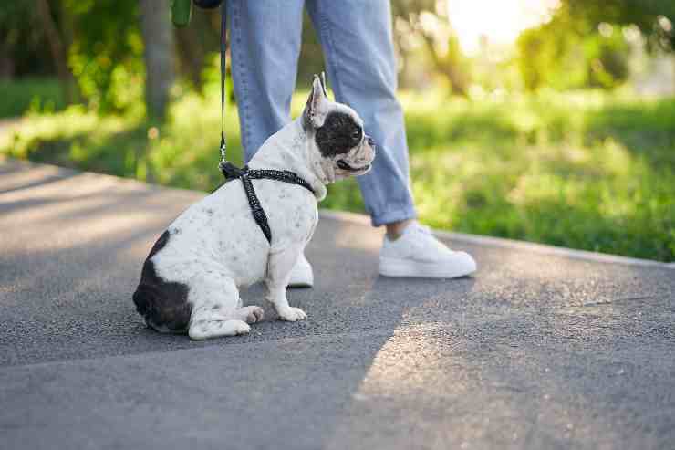 Il cane si ferma