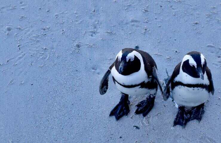 coppia di pinguini che si tengono per mano