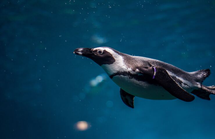 pinguino che nuota nell'acqua
