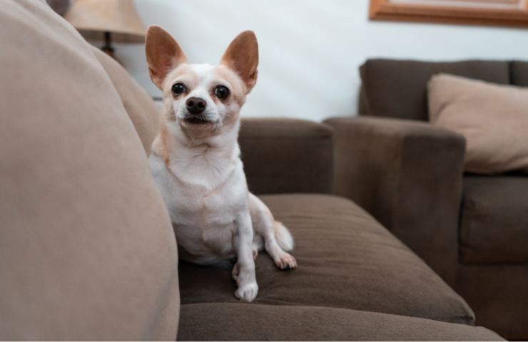 chihuahua seduto sul divano di casa 