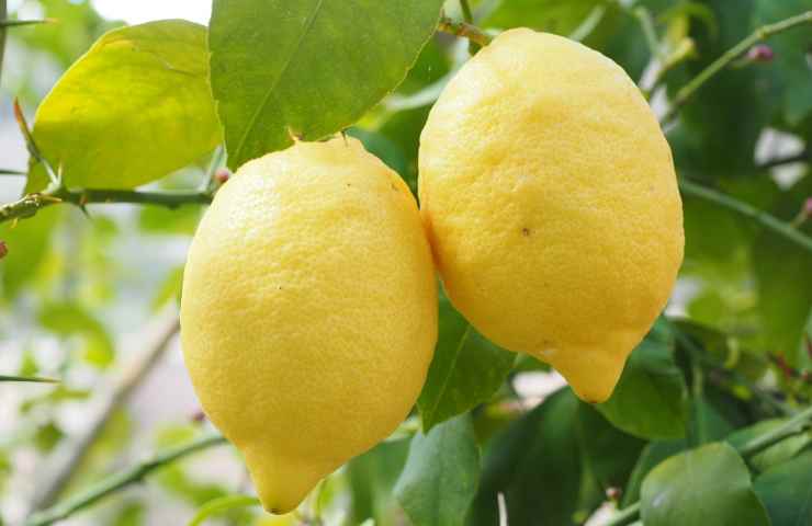 Limone comodino accade una magia