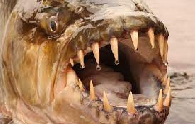 Grande bocca di un pesce con denti affilati