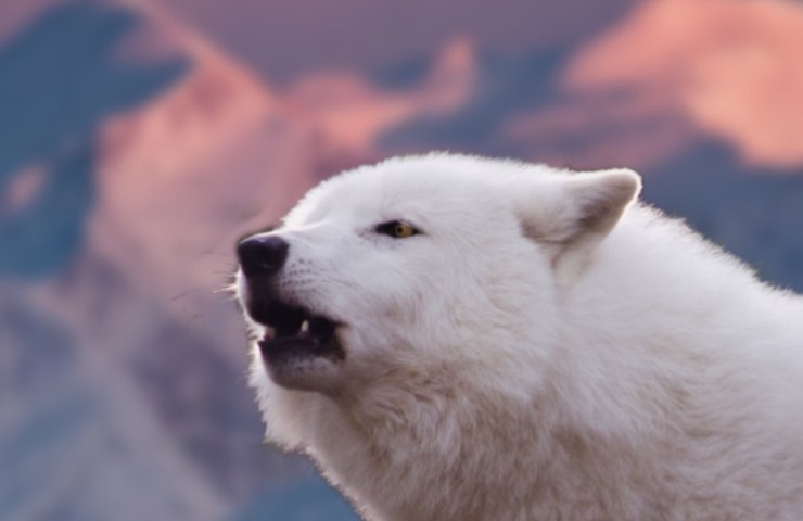 cane bianco tra le montagne al tramonto 