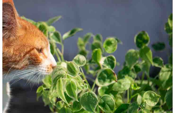 Cani e gatti in casa, attenzione a queste piante