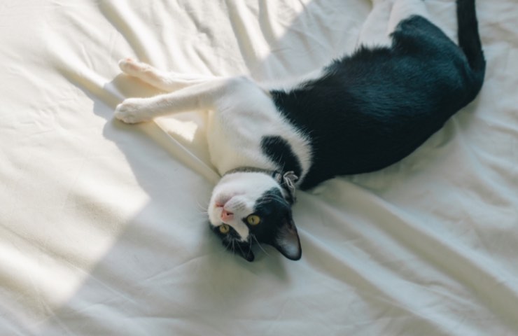 Gatto bianco e nero adagiato su un lenzuolo bianco 