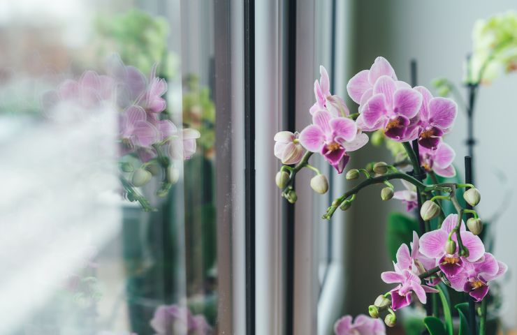 Fiori di orchidea rosa