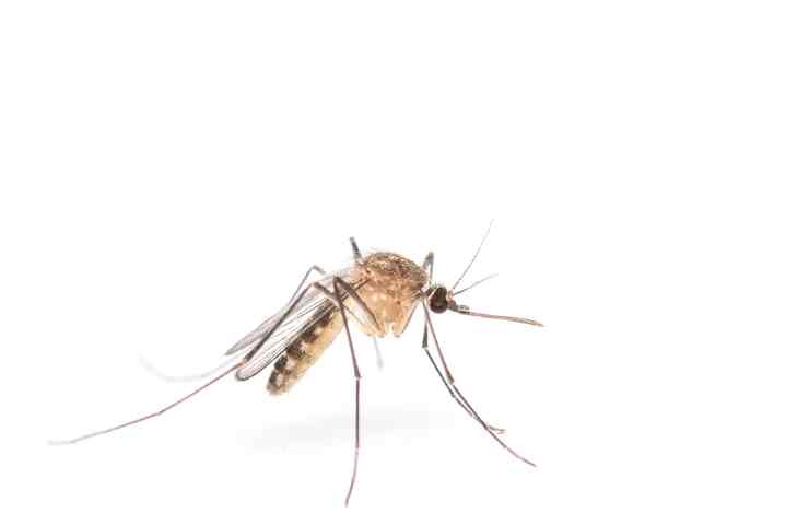 zanzara della malaria