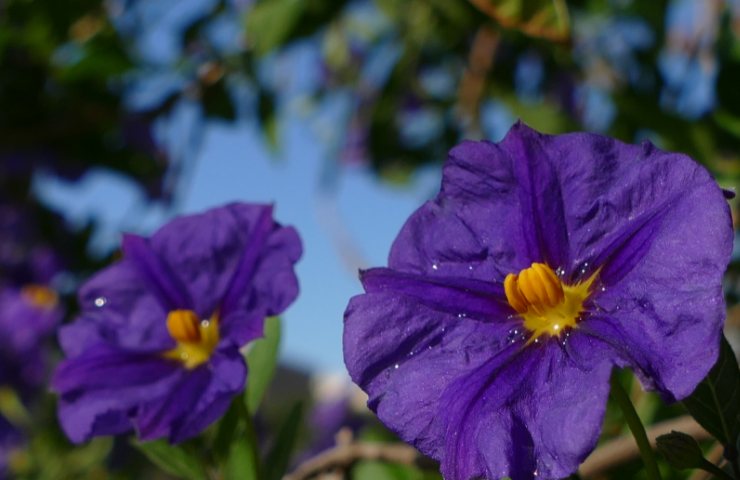 Pianta Solanum