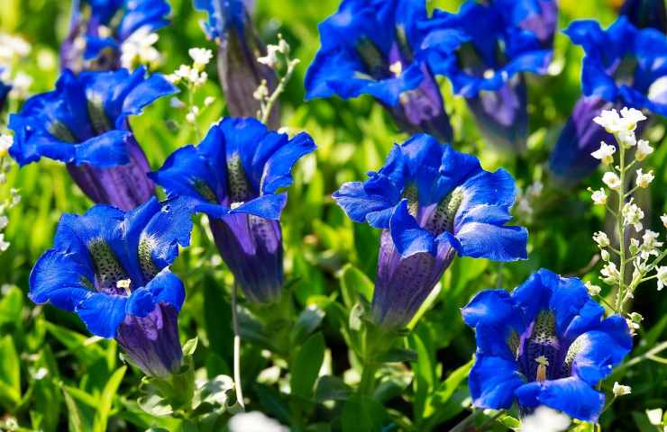 Fiori blu in giardino