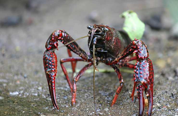 Gambero della Louisiana