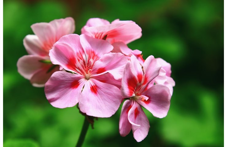 Gerani in fiore tutta l'estate