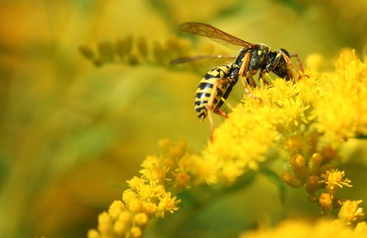 Una vespa poggiata sulla pianta