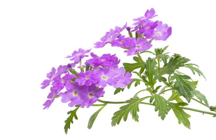 verbena