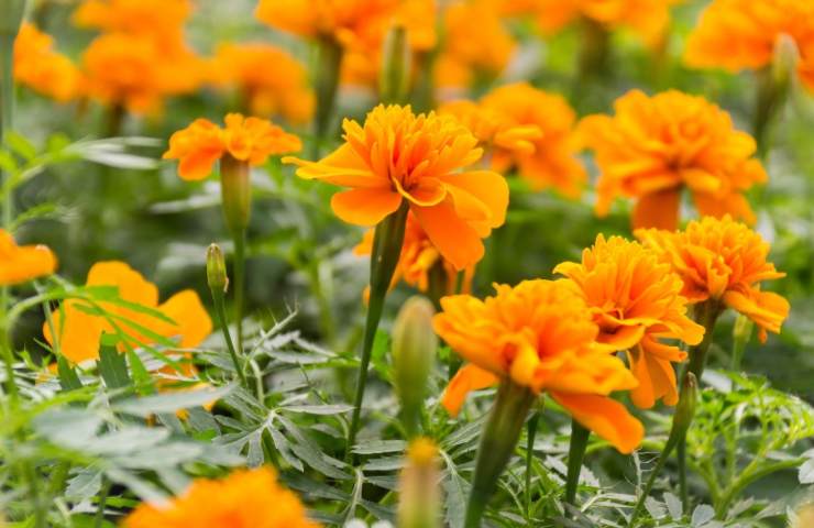 Fiori di calendula 