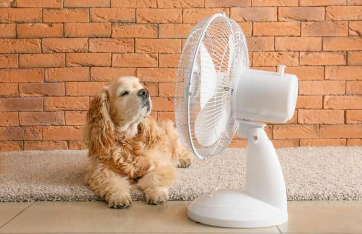 cane accanto al ventilatore