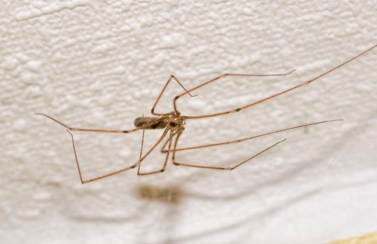 Pholcus phalangioides dalle zampe sottili