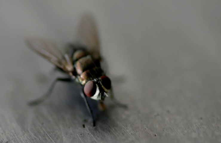 Una mosca sul tavolo 