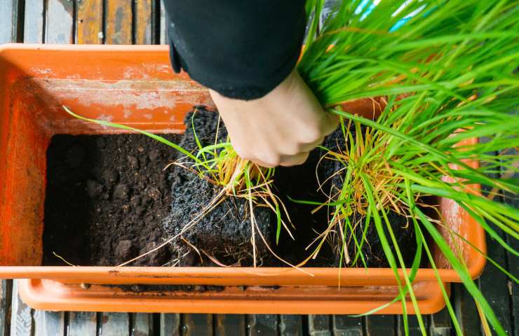 Qual è il rimedio più efficace contro le zanzare? La pianta di citronella