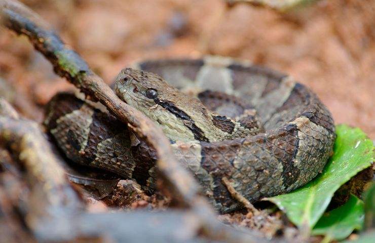 Vipera nascosta dietro una ramo