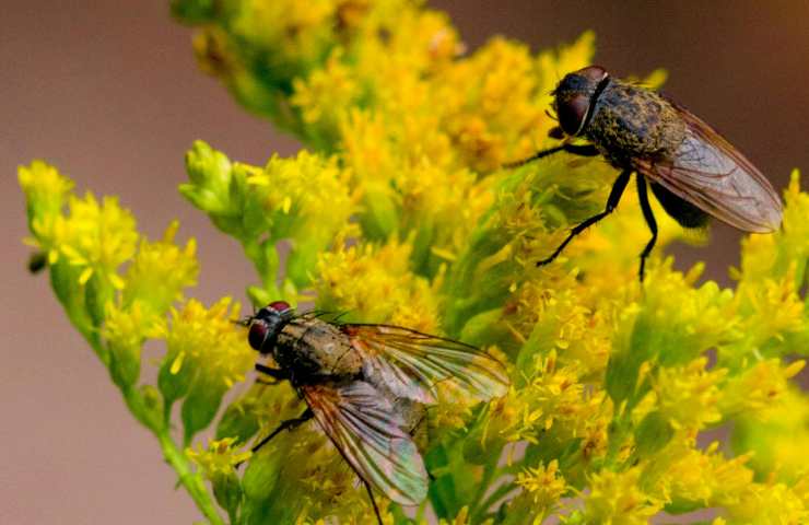 Repellente contro le mosche 